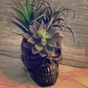 Skull head Succulent